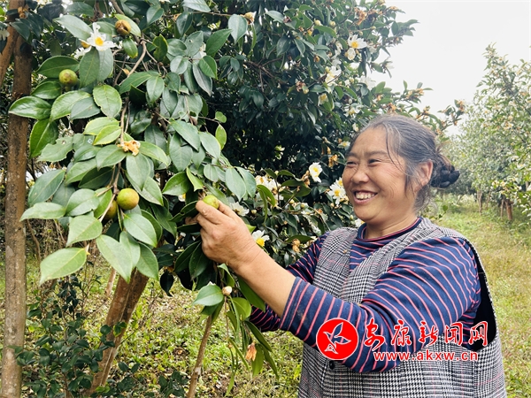 南宫NG·28(中国)官方网站汉阴：小小油茶果的“致富密码” - 安康新闻网(图3)