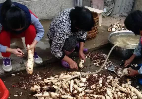 南宫NG·28(中国)官方网站150克就可致命？木薯竟成全球6亿人口粮还摇身一变(图11)